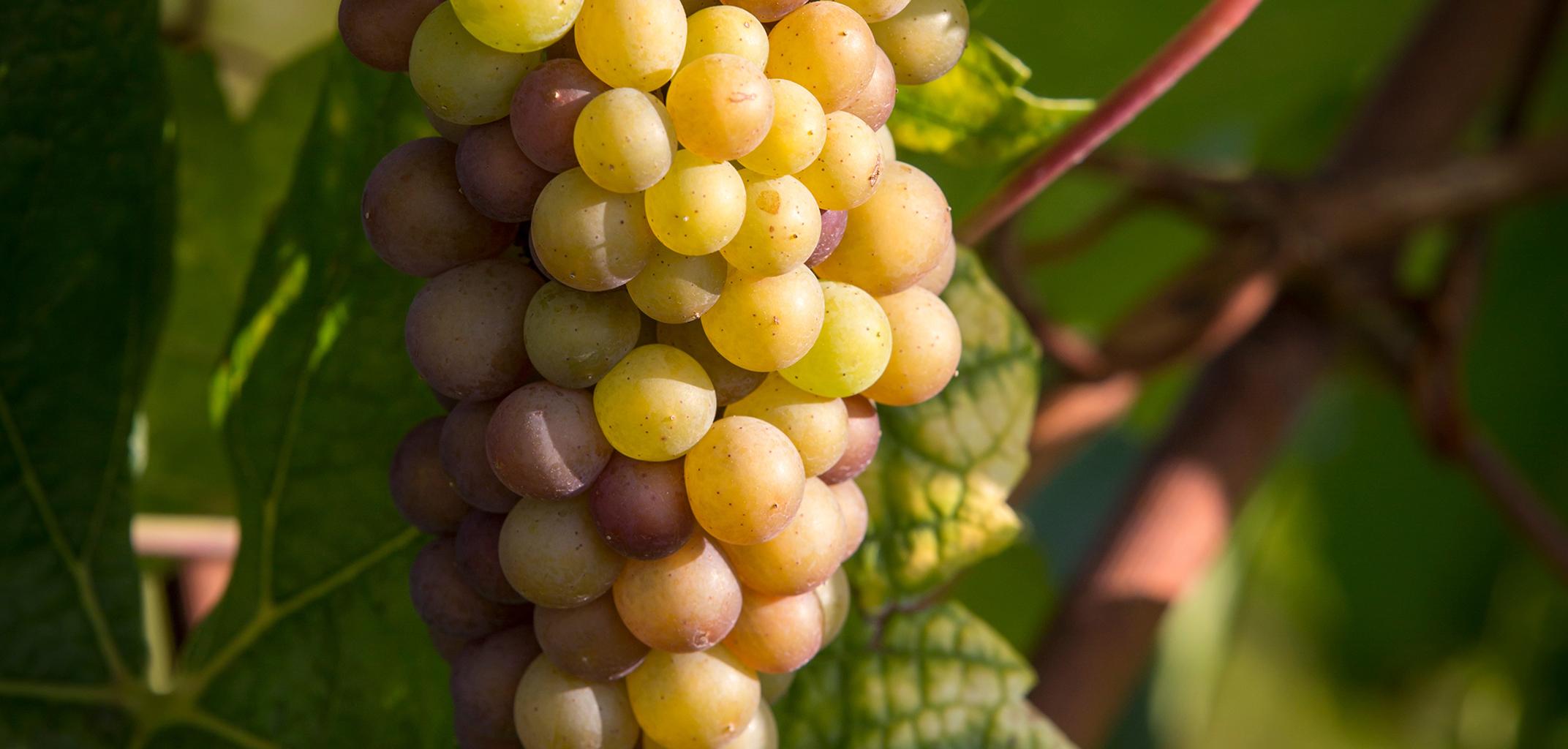 pinot gris ten Gaerde pinot gris