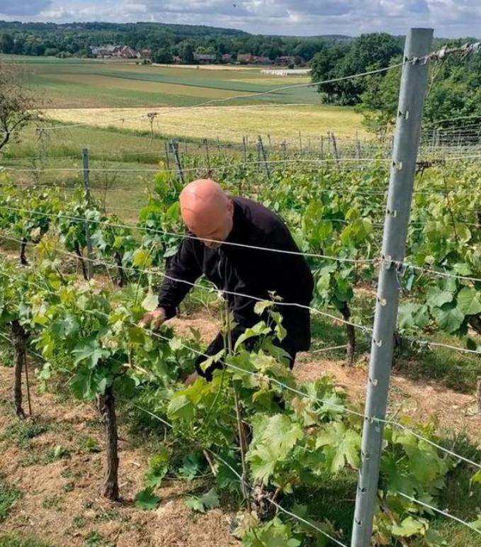 wijngaard Ten Gaerde wijngaard Ten Gaerde op de heuvels van Houwaart